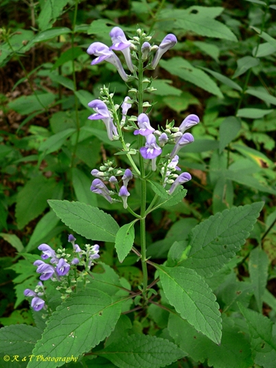 {Scutellaria incana var. punctata}